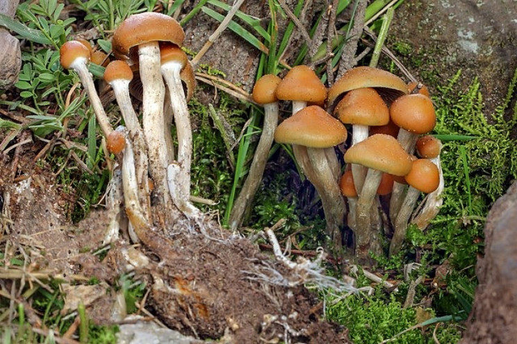 Psilocybe aztecorum Psilocybe aztecorum
