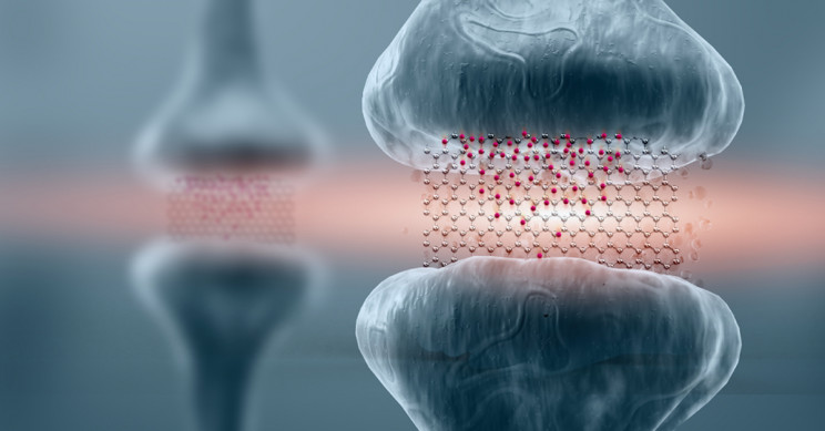 New Artificial Neural Networks To Use Graphene Memristors