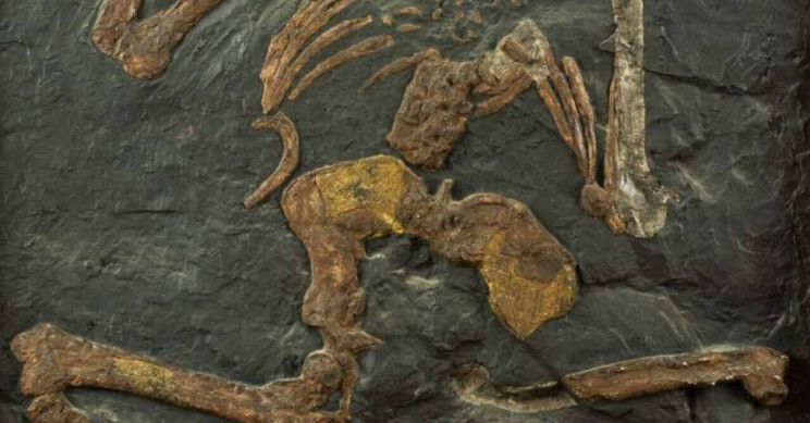 Study Suggests that 'Enigmatic Hominoid' Not a Tree Climber and Not an Upright Walker
