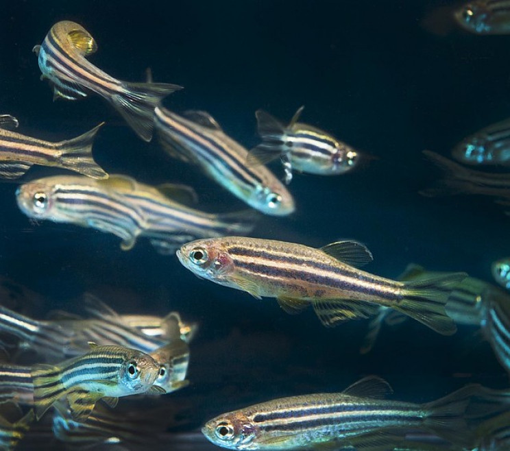 zebrafish and sleep studies