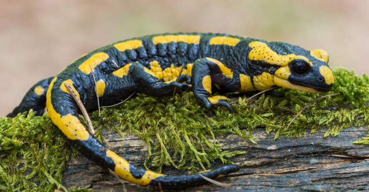 Humans Can Regrow Cartilage in Joints Just Like Salamanders