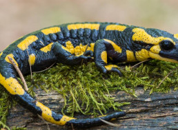 Humans Can Regrow Cartilage in Joints Just Like Salamanders