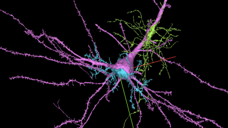 Google and Harvard Create the Most Complex 3D Brain Map Yet