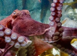 Octopuses Can Move Their Arms and Suckers without Any Brain Signals