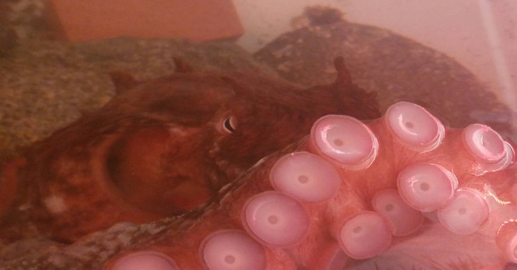 Octopuses Can Move Their Arms and Suckers without Any Brain Signals