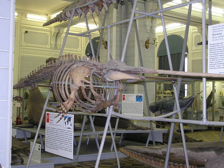 beluga narwhal hybrid skeleton