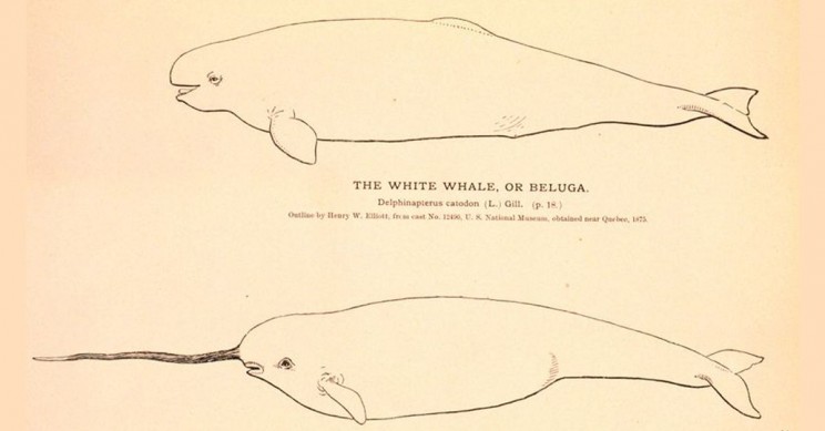 Scientists Confirm Discovery of a Narwhal-Beluga Whale Hybrid