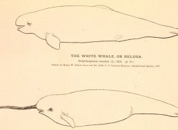 Scientists Confirm Discovery of a Narwhal-Beluga Whale Hybrid