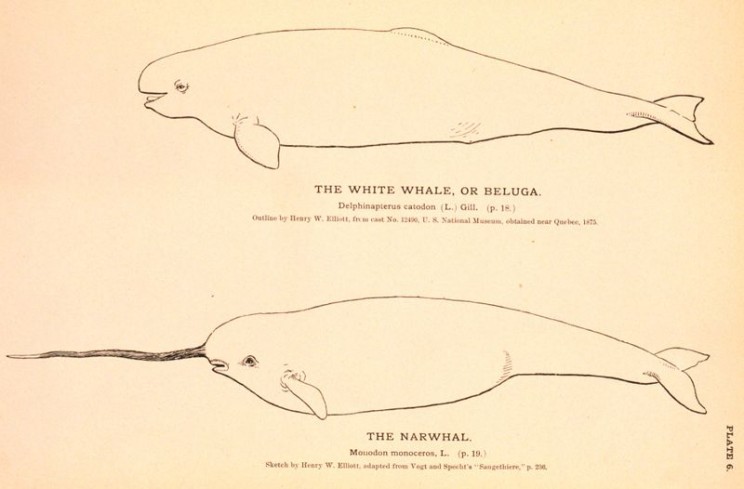 beluga narwhal comparison