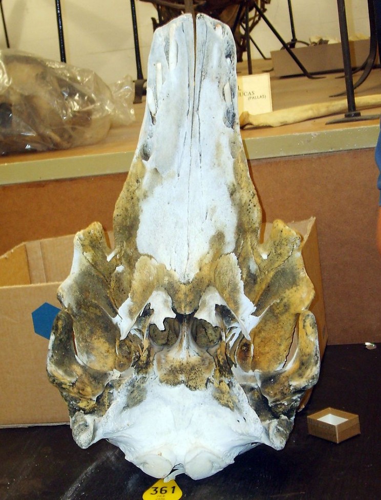 beluga narwhal hybrid skull