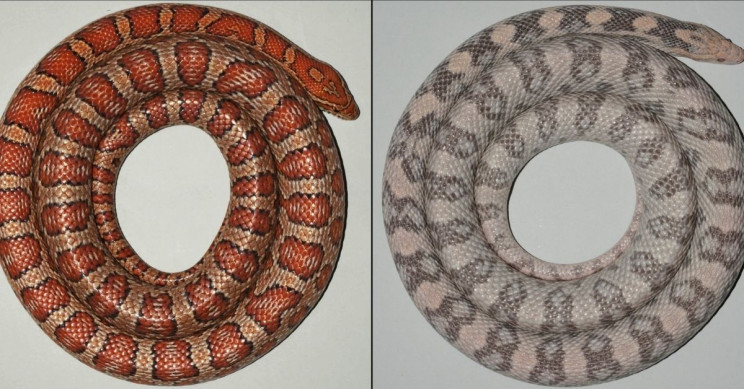 'Garbage Disposal' Mutation - Shifting Snake Colors? | IE