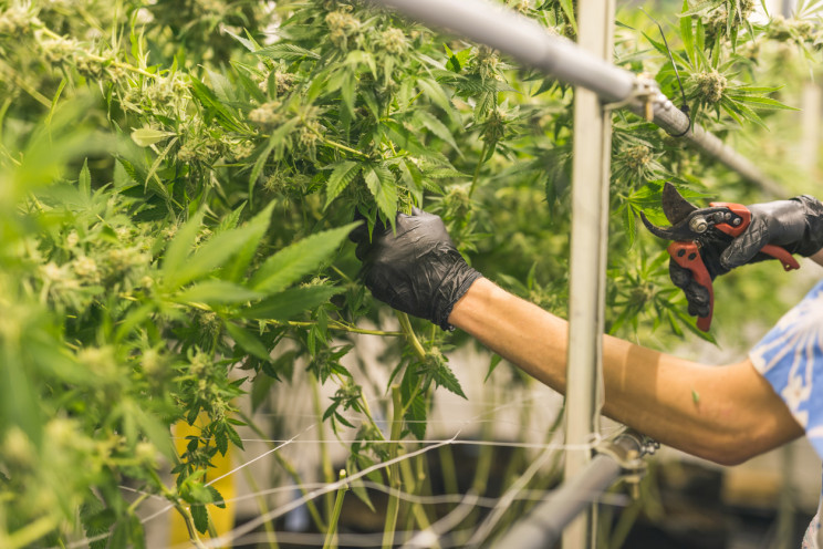 Stinky Michigan Town Buys $3,400 Device to Sniff out Marijuana Stinky Michigan Town Buys $3,400 Device to Sniff out Marijuana