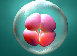 Researchers Generate 3D Blastocyst from the Stem Cells of Mice