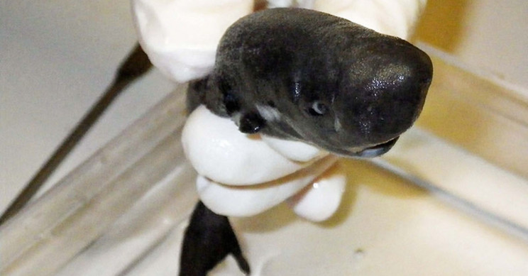 New Glow-In-The-Dark Shark Species Discovered by Scientists