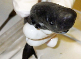 New Glow-In-The-Dark Shark Species Discovered by Scientists