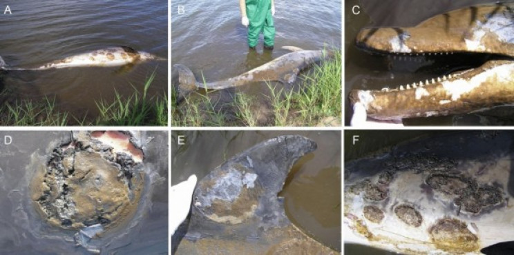 Deadly Skin Disease in Dolphins Tied To Climate Change Deadly Skin Disease in Dolphins Tied To Climate Change