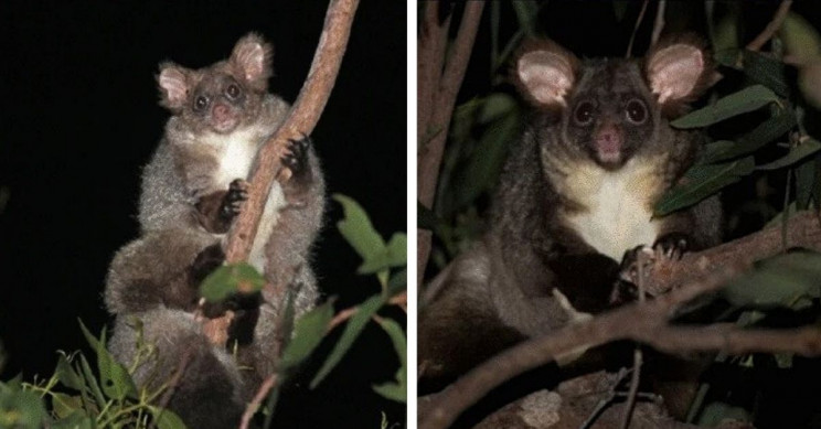 Two New Mammal Species Discovered in Australia