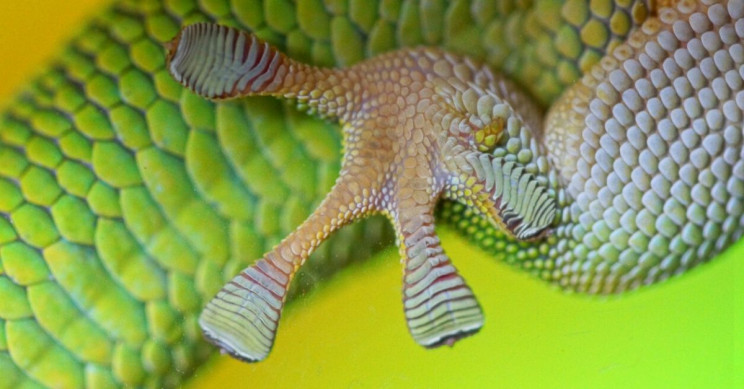 patrick-gijsbers-gecko-feet Patrick Gijsbers Gecko Feet