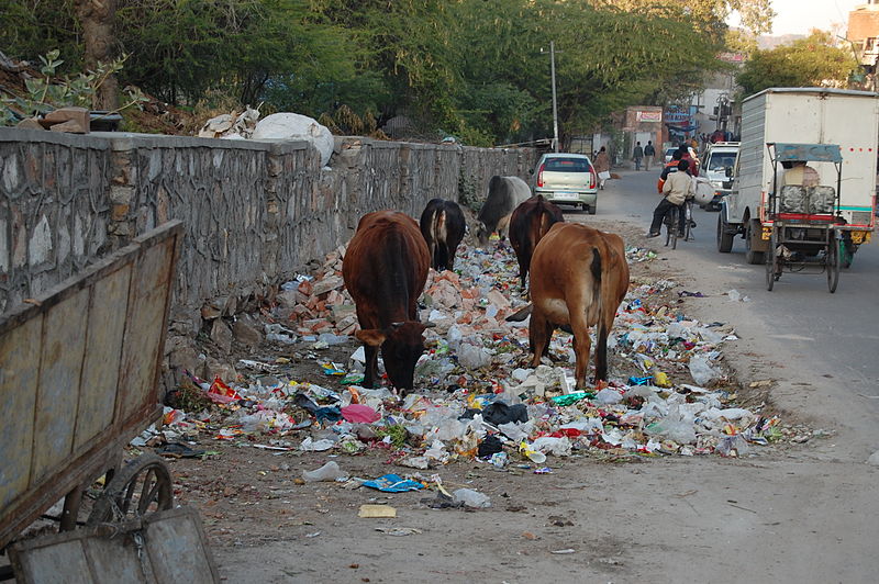 cows eating trash
