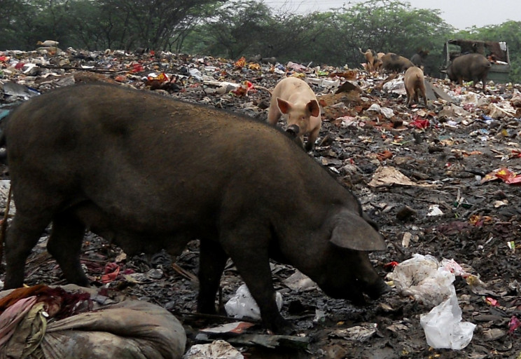 pigs scavenging through trash
