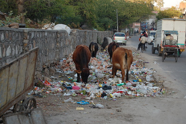 cows eating trash