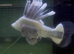 Robotic Fish Is Now Powered by 'Robot-Blood' for Greater Autonomy