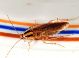 Cockroaches Becoming 'Superbugs' with Immunity to Pesticides
