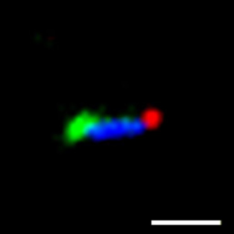 DNA nano-structures repair