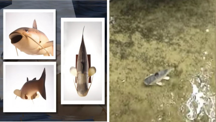 CIA Created 'Charlie' the Catfish Robot for Underwater Research