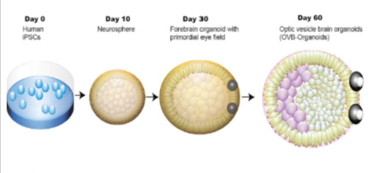 Gabriel et al./Cell Stem Cell Development of brain organoid with optic cups