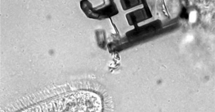 Ultra Tiny Robot Army Could Crawl Inside Human Bodies