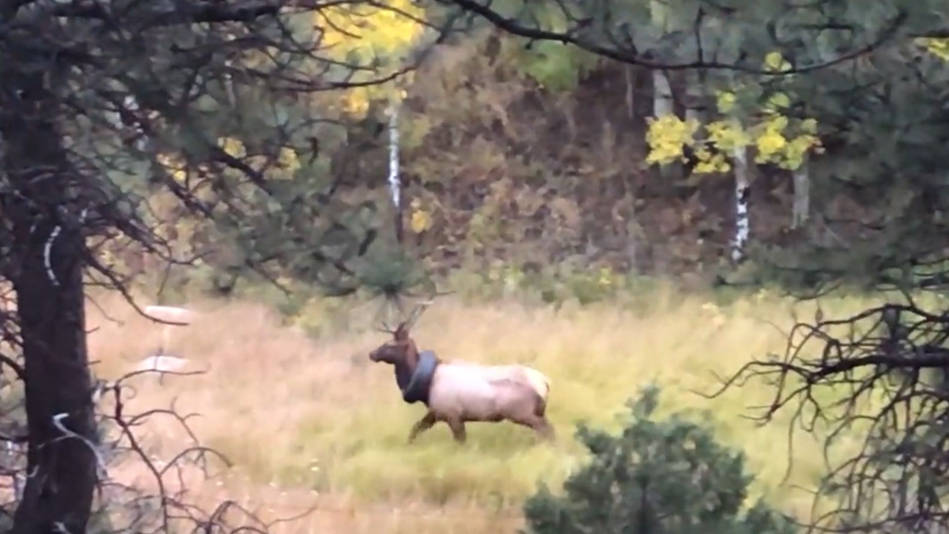 Officers Free Elk From the Tire Around Its Neck After Two Years