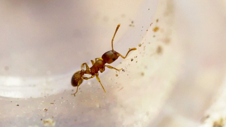 This Parasite Offers Ants Longer Lives, But Youth Comes With a Price
