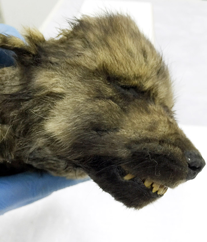 Perfectly Preserved 18,000-Year-Old Puppy Uncovered in Siberia Perfectly Preserved 18,000-Year-Old Puppy Uncovered in Siberia