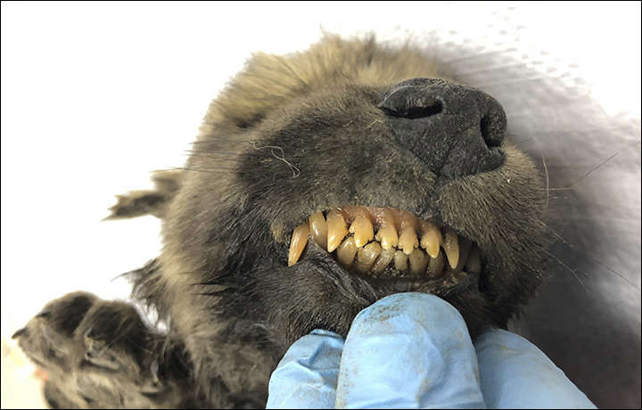 Perfectly Preserved 18,000-Year-Old Puppy Uncovered in Siberia Perfectly Preserved 18,000-Year-Old Puppy Uncovered in Siberia