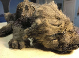 Perfectly Preserved 18,000-Year-Old Puppy Uncovered in Siberia