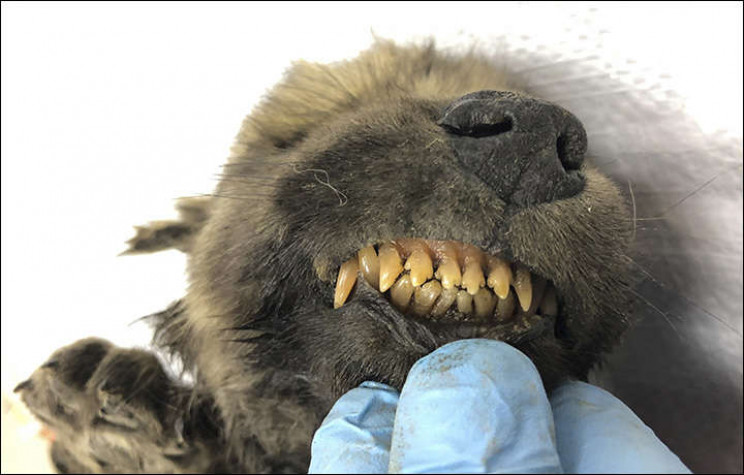 Meet Dogor, the 18,000-year-old puppy found in Siberia Meet Dogor, the 18,000-year-old puppy found in Siberia