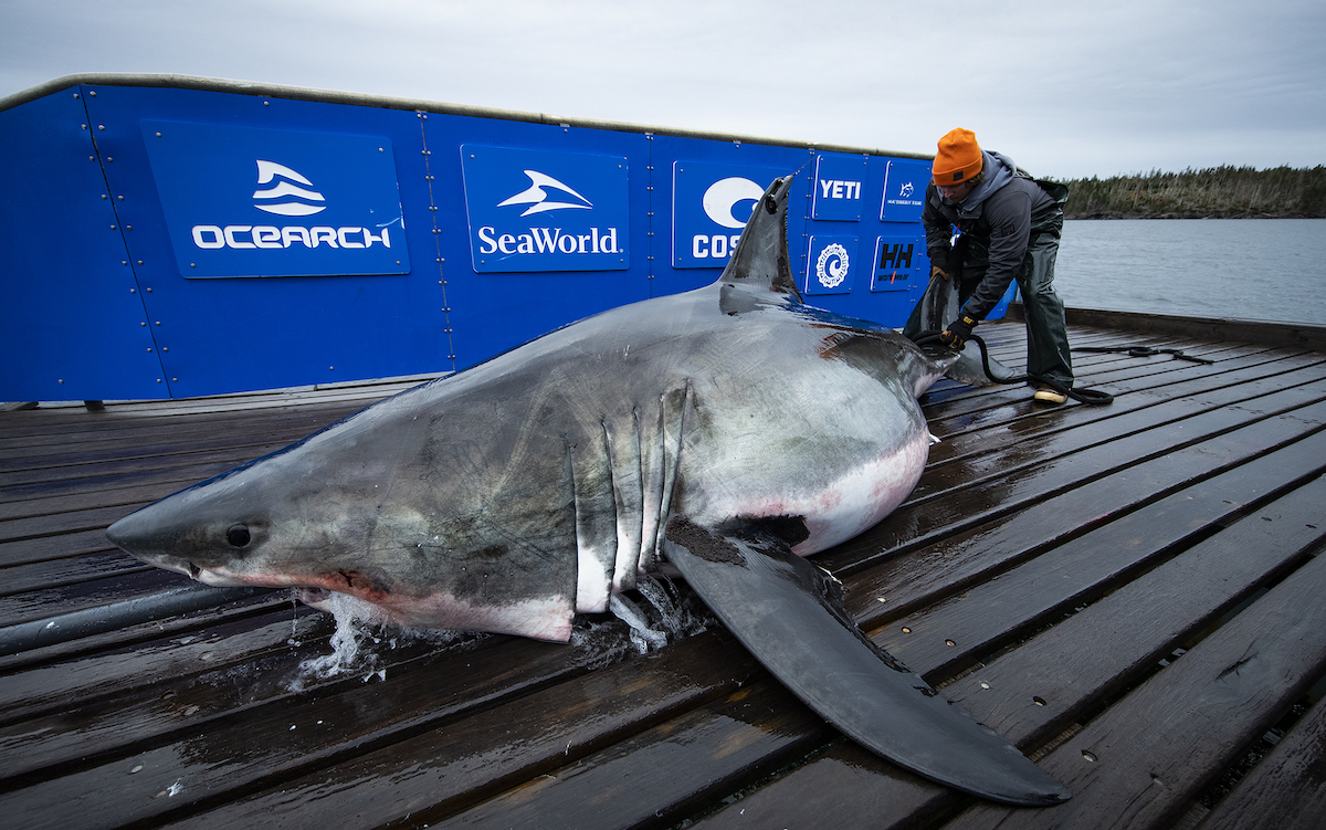 A Great White Shark Got Bit by Something "Very Big" Experts Say A Great White Shark Got Bit by Something "Very Big" Experts Say