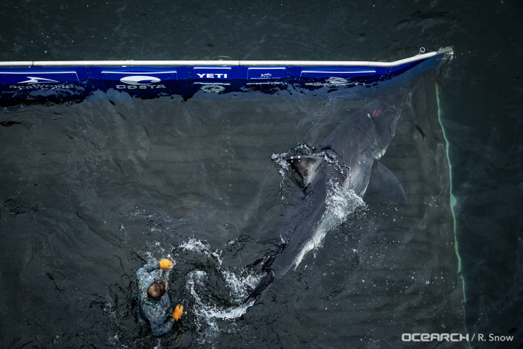 A Great White Shark Got Bit by Something "Very Big" Experts Say A Great White Shark Got Bit by Something "Very Big" Experts Say