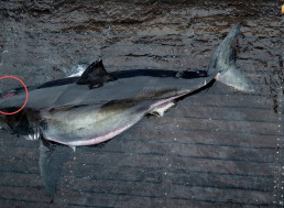 A Great White Shark Got Bit by Something "Very Big" Experts Say