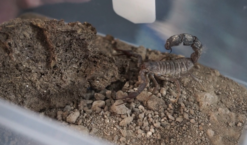 milking scorpions captivity