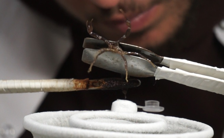 scorpion milking 1
