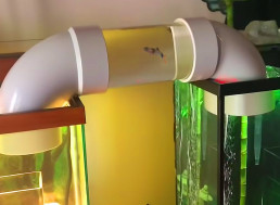 Father and Son Built a Bridge Between Two Aquariums for Their Cute Fish