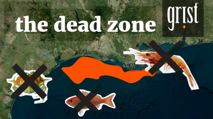 Fertilizer Pollution Problem Is Destroying the Gulf of Mexico