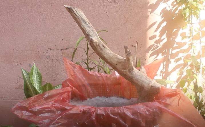 bonsai tree cement base