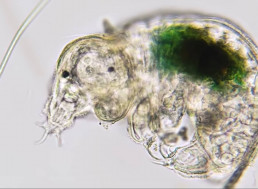 From the Depths of Water to Space: Scientists Are Stress Testing Tardigrades