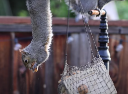 Ex-NASA Engineer Builds Obstacle Course to Keep Squirrels Away from His Nuts
