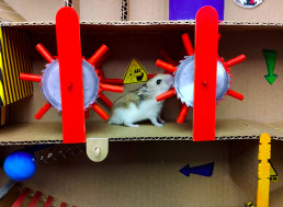 Owner Builds Intricate Maze for Pet Hamster from Cardboard