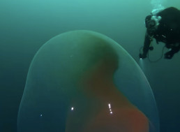 Watch as a Diver Is Dwarfed Swimming Next to a Massive Squid Egg Sac