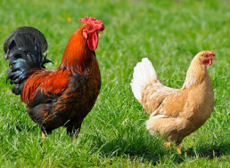This Video Shows How to Hypnotize a Chicken with Just a Line in the Dirt
